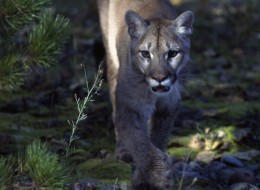 UNSPECIFIED - MARCH 03: Cougar, Puma or Mountain Lion (Puma concolor), Felidae. (Photo by DeAgostini/Getty Images)