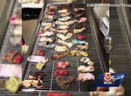You won't believe how many socks this dog ate