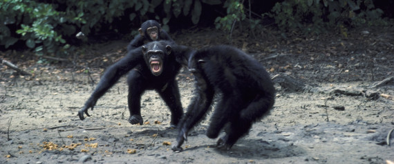 n-CHIMPANZEE-FIGHT-large570.jpg