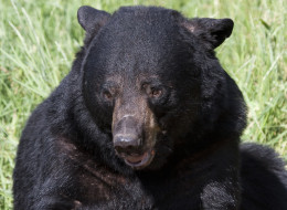 n-BLACK-BEAR-large.jpg