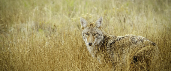 COYOTE