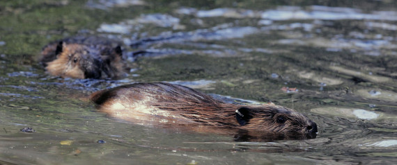 BEAVER