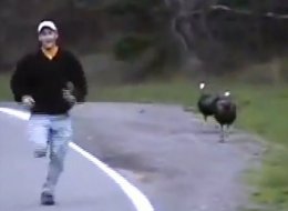 n-WHEN-TURKEYS-ATTACK-large.jpg