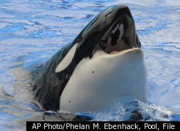 AP Photo/Phelan M. Ebenhack, Pool, File