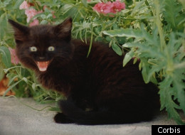 Tommaso, an Italian black cat, has inherited £8.5m from an heiress