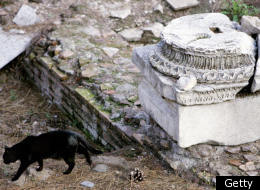 A cat walks past ancient Roman ruins in central Rome. (PAOLO COCCO/AFP/Getty Images)