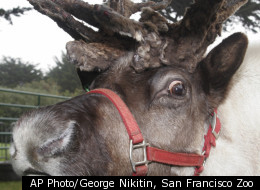 Reindeer and caribou are the same thing. Historically, the European/Asian reindeer and American Caribou were considered to be different species, but they are actually one in the same.