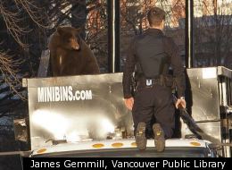 A bear stands on a garbage truck in downtown Vancouver Monday.