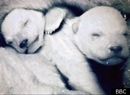 'Frozen Planet's baby polar bears were filmed in a zoo