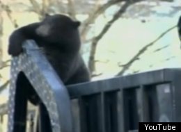 This Black Bear Hitched A Lift On The Back Of A Rubbish Truck