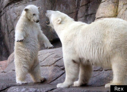 Polar bear mum had had enough of her cub: but who can resist those eyes?