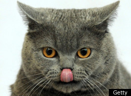 Contemptuous Cat