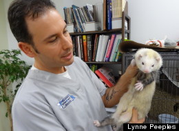 Dr. Anthony Pilny holds a ferret at The Center for Avian and Exotic Medicine in Manhattan. Most ferrets sold in the U.S. are bred domestically, making them less likely to transmit disease.