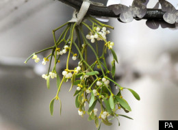 There are fears mistletoe could disappear from woodland within 20 years