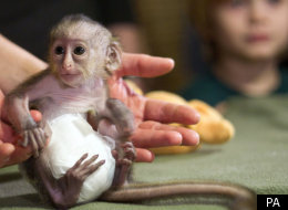 Mona monkey wears a nappy at a zoo in Germany