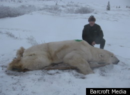 polar bear prison: bears are trapped then taken to the 'prison'
