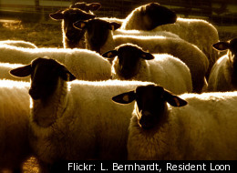 François -Xavier Lalanne's bronze sheep were expected to sell for £580,000