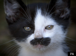 The four kittens had broken limbs and two had been decapitated (file picture)