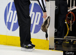 SAN JOSE, CA - DECEMBER 26: Linesman Mark Wheler #56 tosses a dead Duck off the ice during the game between the Anaheim Ducks and the San Jose Sharks at HP Pavilion at San Jose on December 26, 2011 in San Jose, California. The Ducks won the game 3-2. (Photo by Thearon W. Henderson/Getty Images)