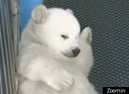 Polar bear cubs make public debut