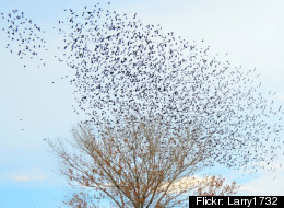 File photo of blackbirds.