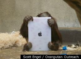 There's an app for that! An ape studies his iPad