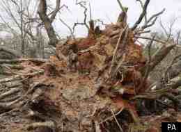 A van driver died after his vehicle was crushed by an oak tree