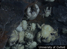 'The Hoff' crab also loves the sea and has a hairy chest....
