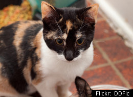 A New York federal judge says the Clorox Pet Products Co. must stop airing a cat litter commercial that unfairly seeks supremacy over a competitor.