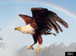 Fish eagle flying under a rainbow, Victoria Falls, Zimbabwe, Africa.