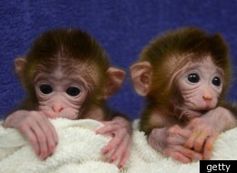 The monkeys (pictured) grew from a mixed cocktail of cells taken from a number of different rhesus monkey embryos