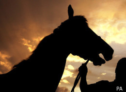 Horse was mutilated and later died after the horrific attack