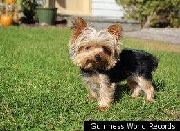Lucy, a mini Yorkshire terrier from Absecon, New Jersey, is now in the Guinness Book of World Records. Weighing just 2 1/2 pounds, Lucy was named the world's smallest working dog last week, bumping out a 6.6-pound police dog in Japan.