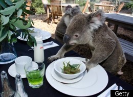 Down the hatch: The koalas get stuck in