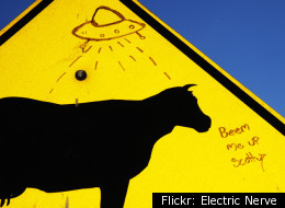 Cattle mutilations were more common in the 1970s, but experts claim the E.T.s have gotten better at covering their tracks.
