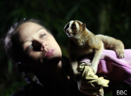 Natural World explores the fate of the slow loris - too cute for its own good