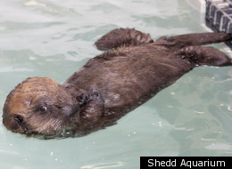 Cayucos the sea otter pup at the Shedd Aquarium.