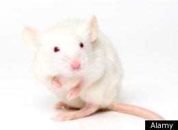 Alamy