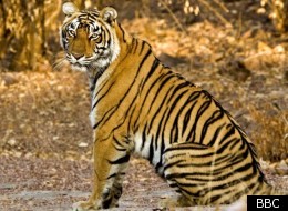 Natural World explores the fate of the endangered tigers of Rajasthan