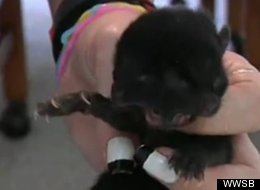 Harvey Dent, a two-faced cat, died in Florida just days after it was born.