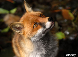 'big cat' attack turned out to be a fox