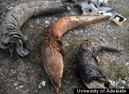 <em>From the University of Adelaide:</em> Thirty-thousand-year-old permafrost bison bones from the Yukon region of Canada.