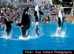 The Killer Whales may 'sue' SeaWorld