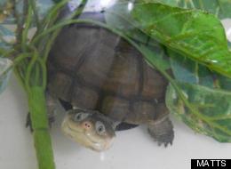 This little turtle isn't named yet. He's a young aquatic African helmeted turtle (sometimes called an African mud turtle) up for adoption through MATTS.
