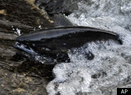 In this Oct. 10, 2011 photo, a Chinook salmon fights it's way towards a barrier in the Beaverdam Brook at the Salmon River Fish Hatchery in Altmar, N.Y. , The U.S. Geological Survey undertakes efforts to restock Atlantic salmon to Salmon River and Lake Ontario, bringing back the popular game fish to go along with a robust population of western salmon species. The Beaverdam Brook is a tributary of the Salmon River. (AP Photo/Heather Ainsworth)