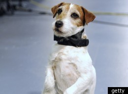 Uggie the dog from The Artist picks up an award