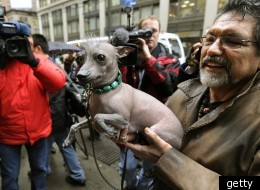 Jose Barrera holds up Alma Dulce, a 2 year old female hairless Xoloitzcuintli, one of the six new breeds as they arrive in New York January 26, 2012 for a press conference about the upcoming 136th annual Westminster Kennel Club Dog Show to take place...