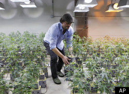 A Feb. 10, 2012 photo shows Matthew Huron, owner of two medical marijuana dispensaries and an edible marijuana company in Denver, examining a marijuana plant in his grow house. Medical marijuana is legal in 17 states, but the industry has a decidedly black-market aspect _ it's mostly cash-only. That's because banks won't touch pot money. The drug is illegal under federal law, and processing transactions or investments with pot money puts federally insured banks at risk of drug-racketeering charg
