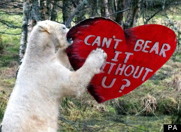 Walker the Polar Bear was given the Valentine's gift despite being the only one of his species in the UK