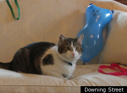 Larry the Downing Street Cat celebrates his first year in the job today